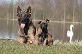 MALINOIS 1008